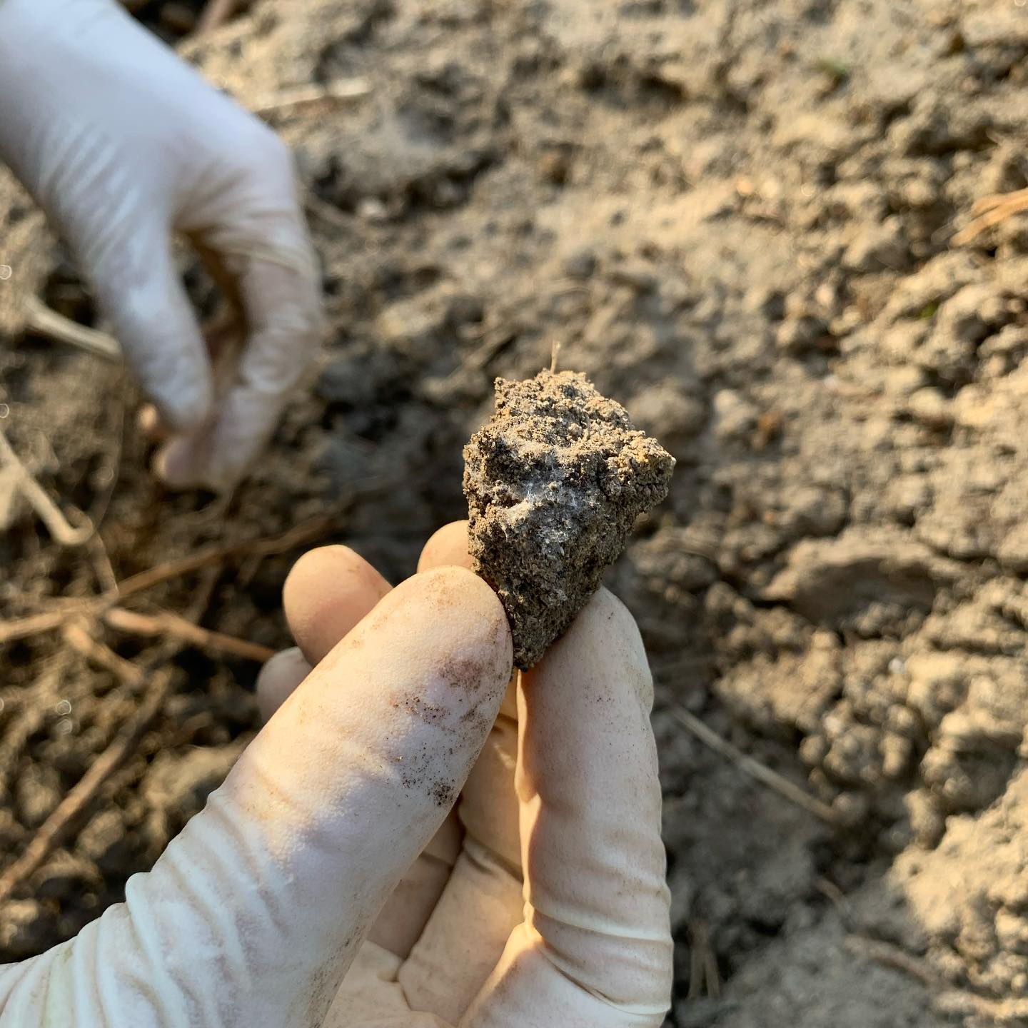 fungal mycelium