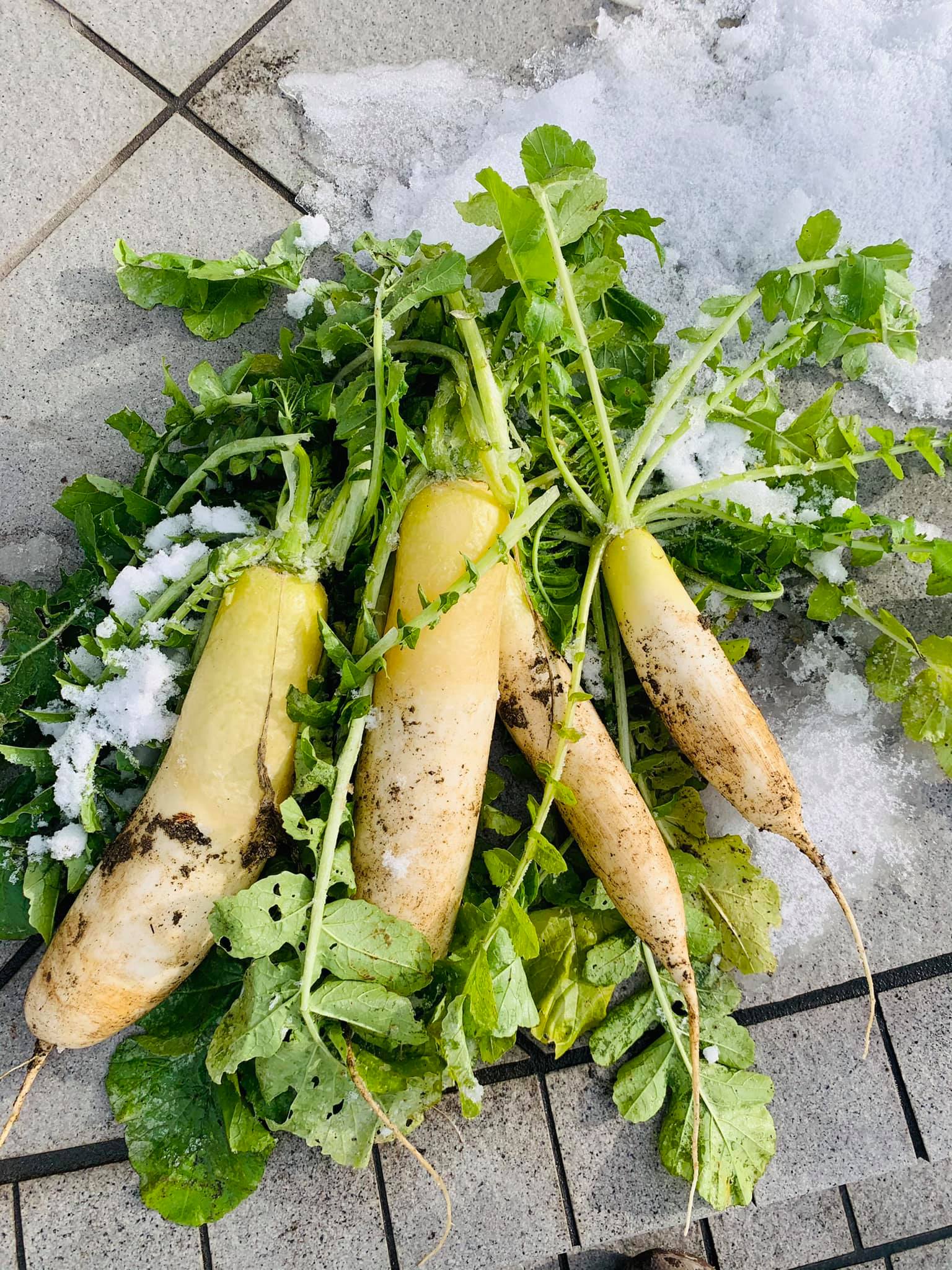 frozen Japanese white radish