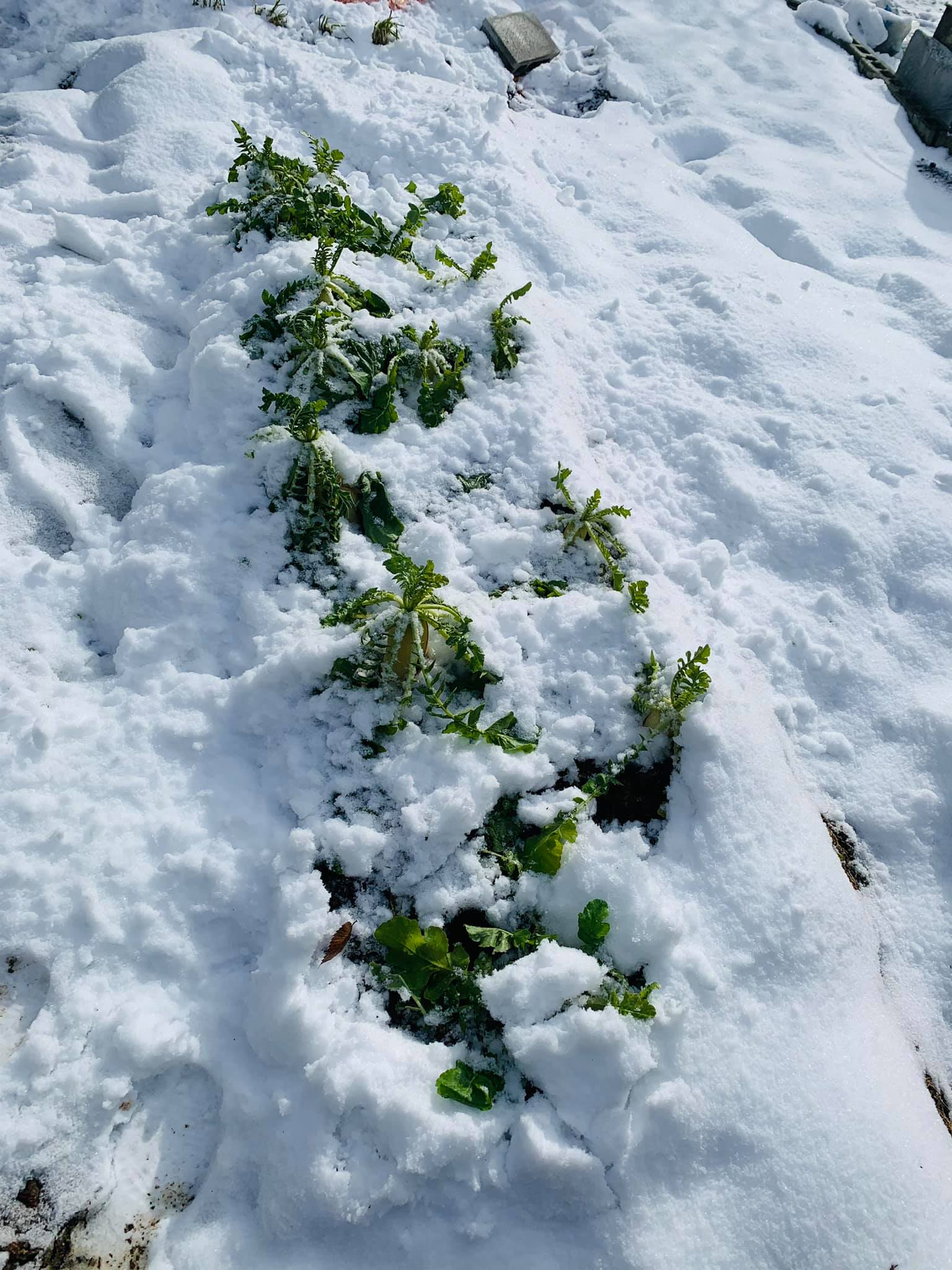 Daikon under snow