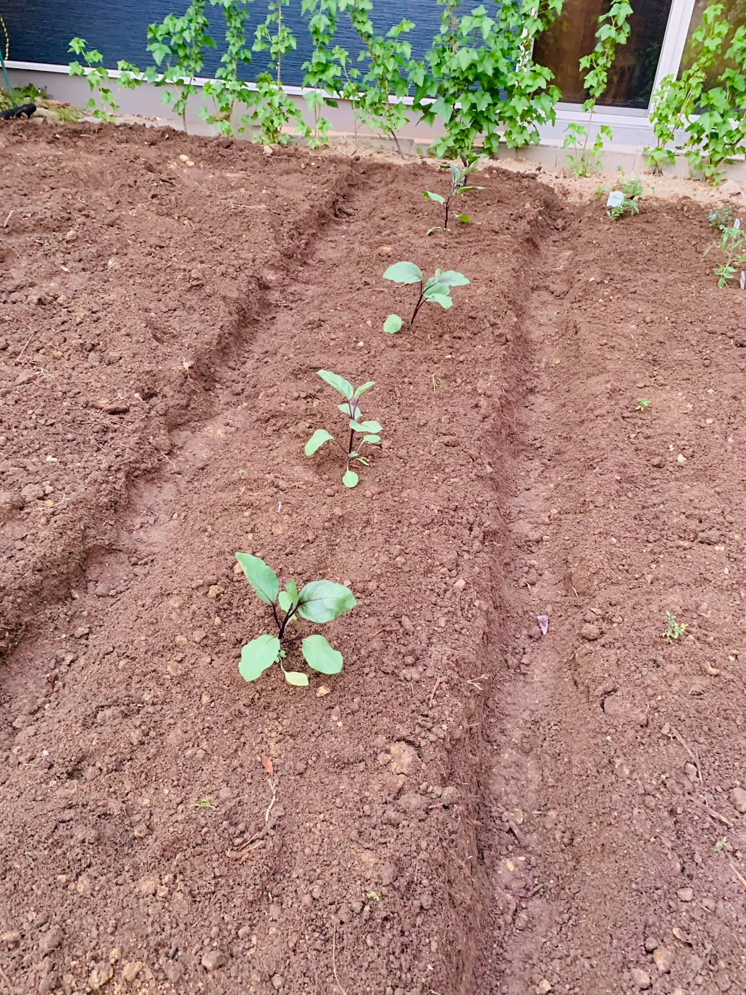 Eggplant field