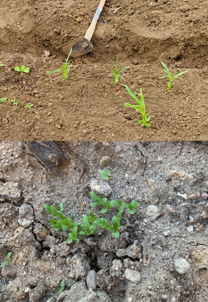 Soil improvement