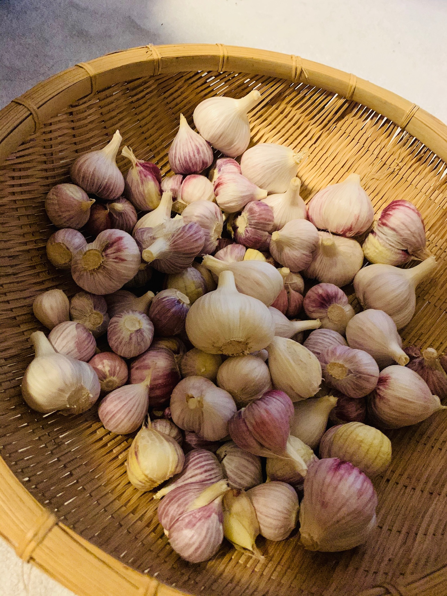 Garlic harvest