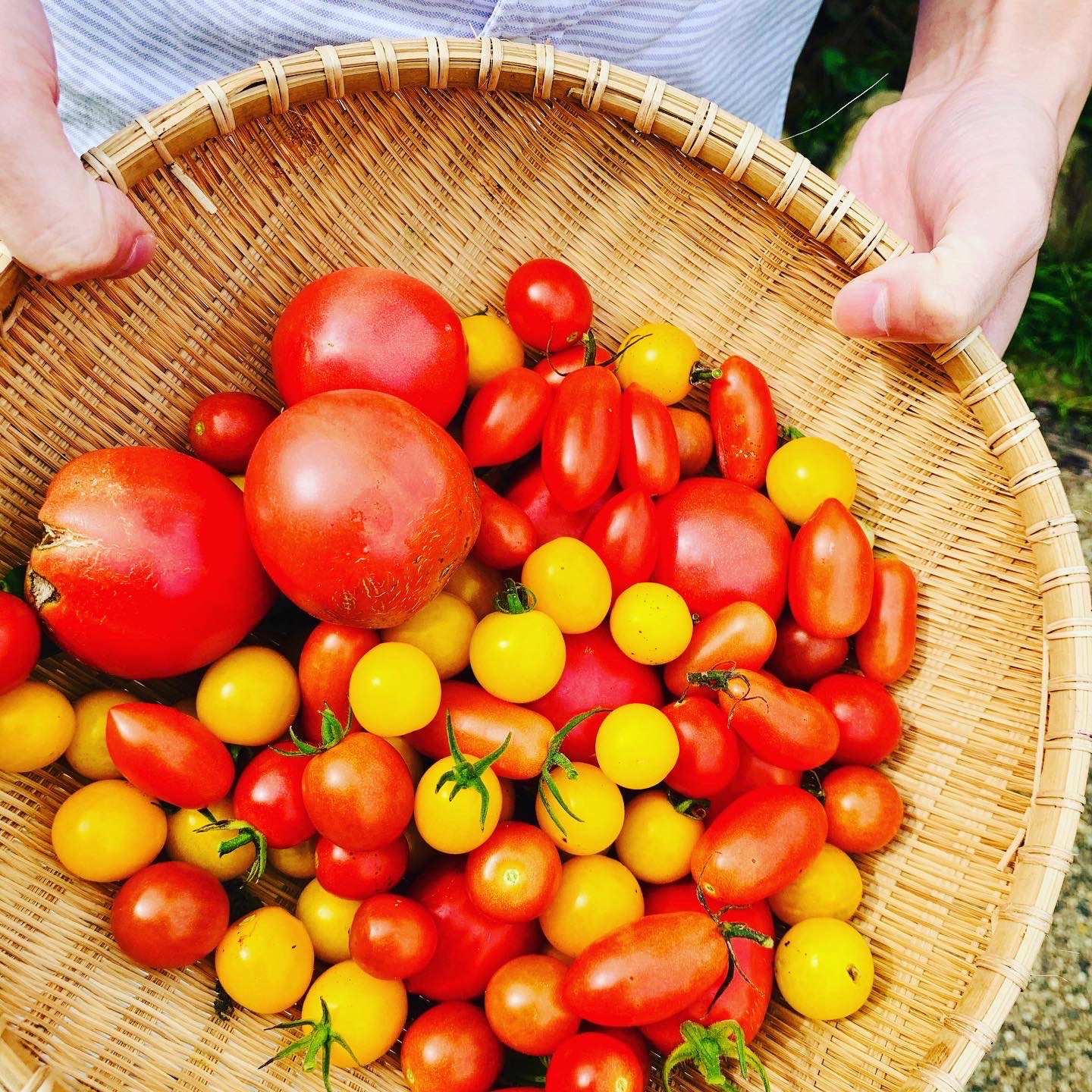 Tomato