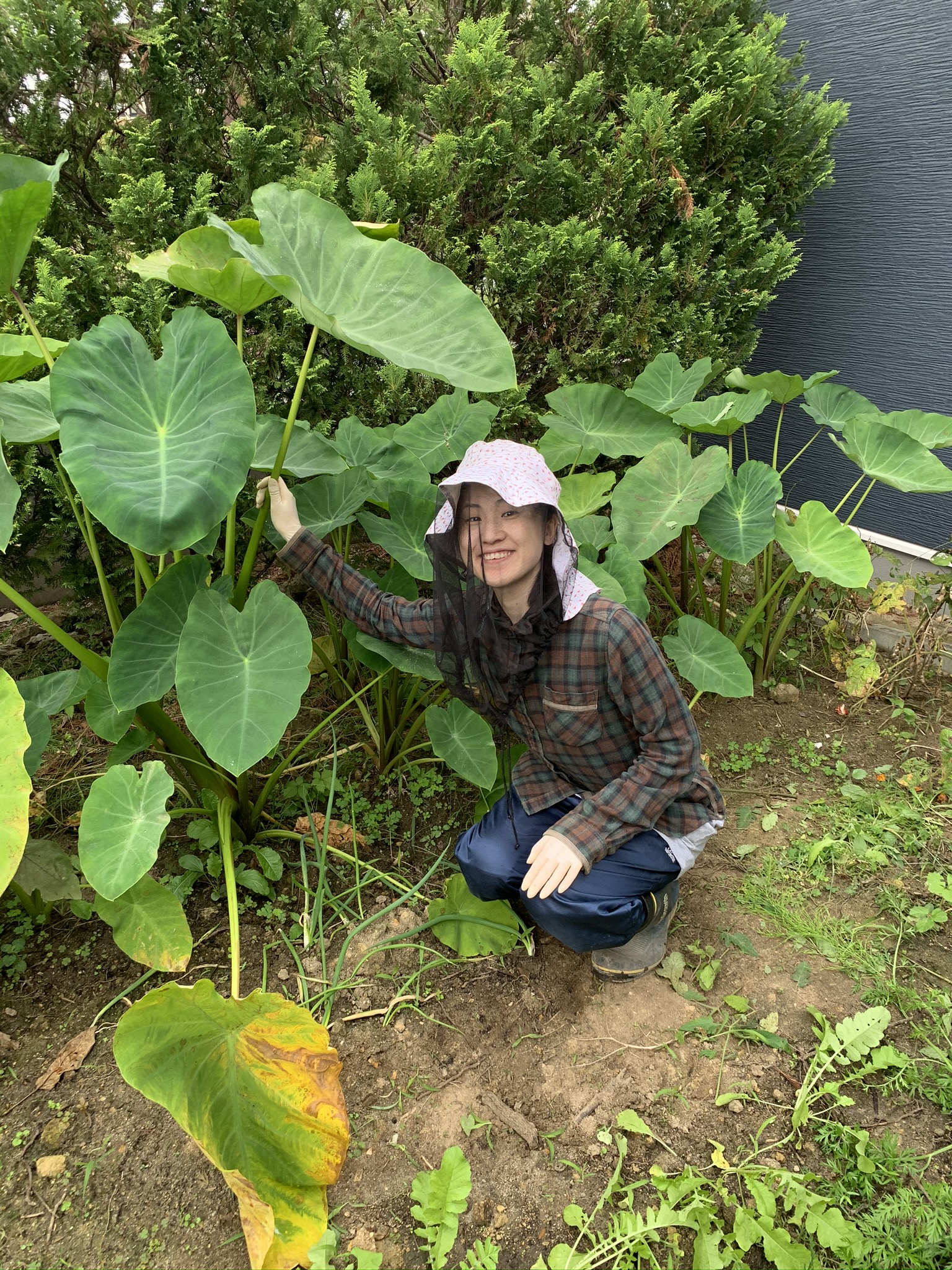 Healthy green taro leaves in late summer