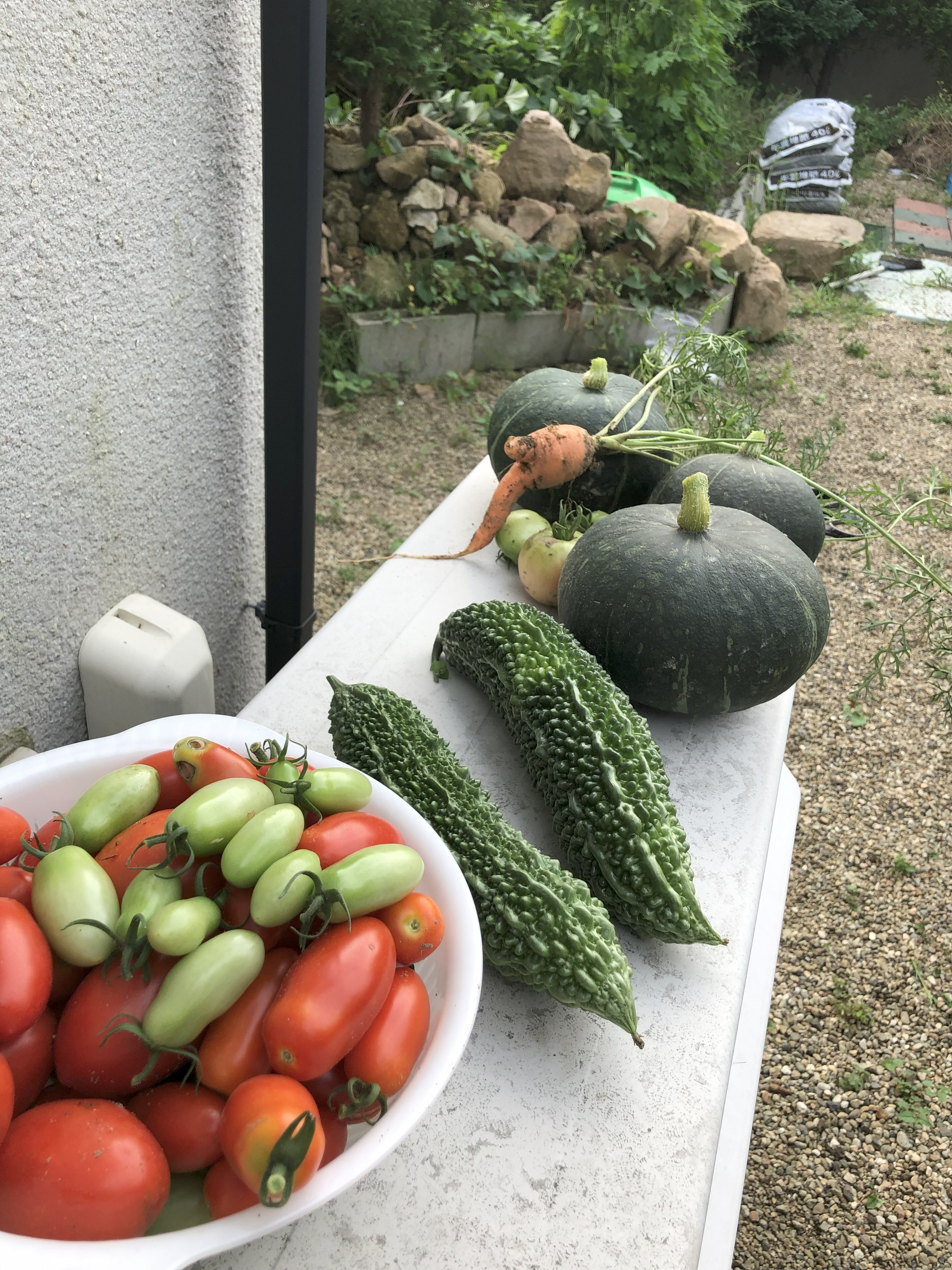 First harvest: pumpkins, bitter gourds, tomatoes, and carrots