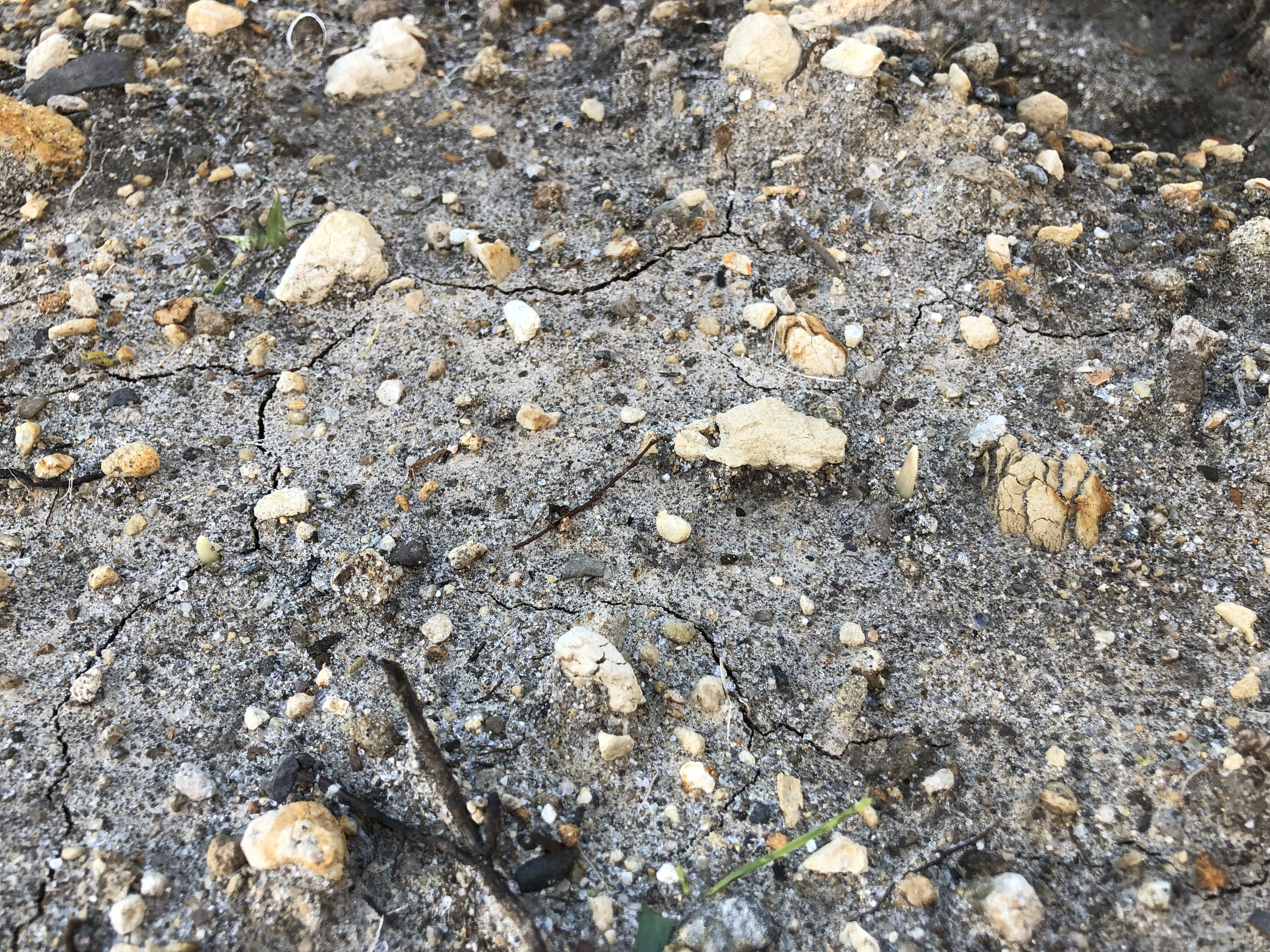 Close-up of rocky bed with tiny garlic shoots