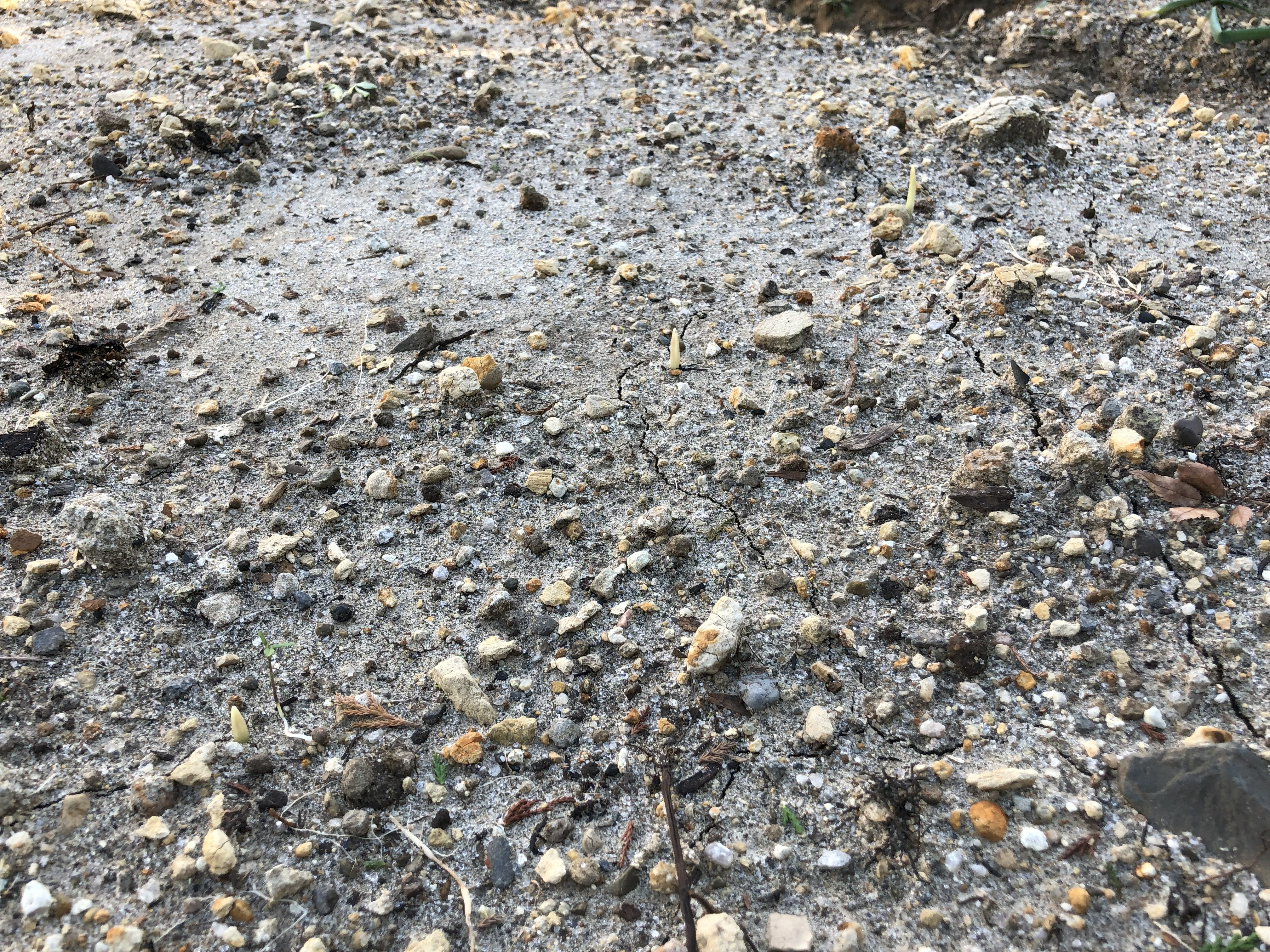 Garlic trial plot with early autumn setup