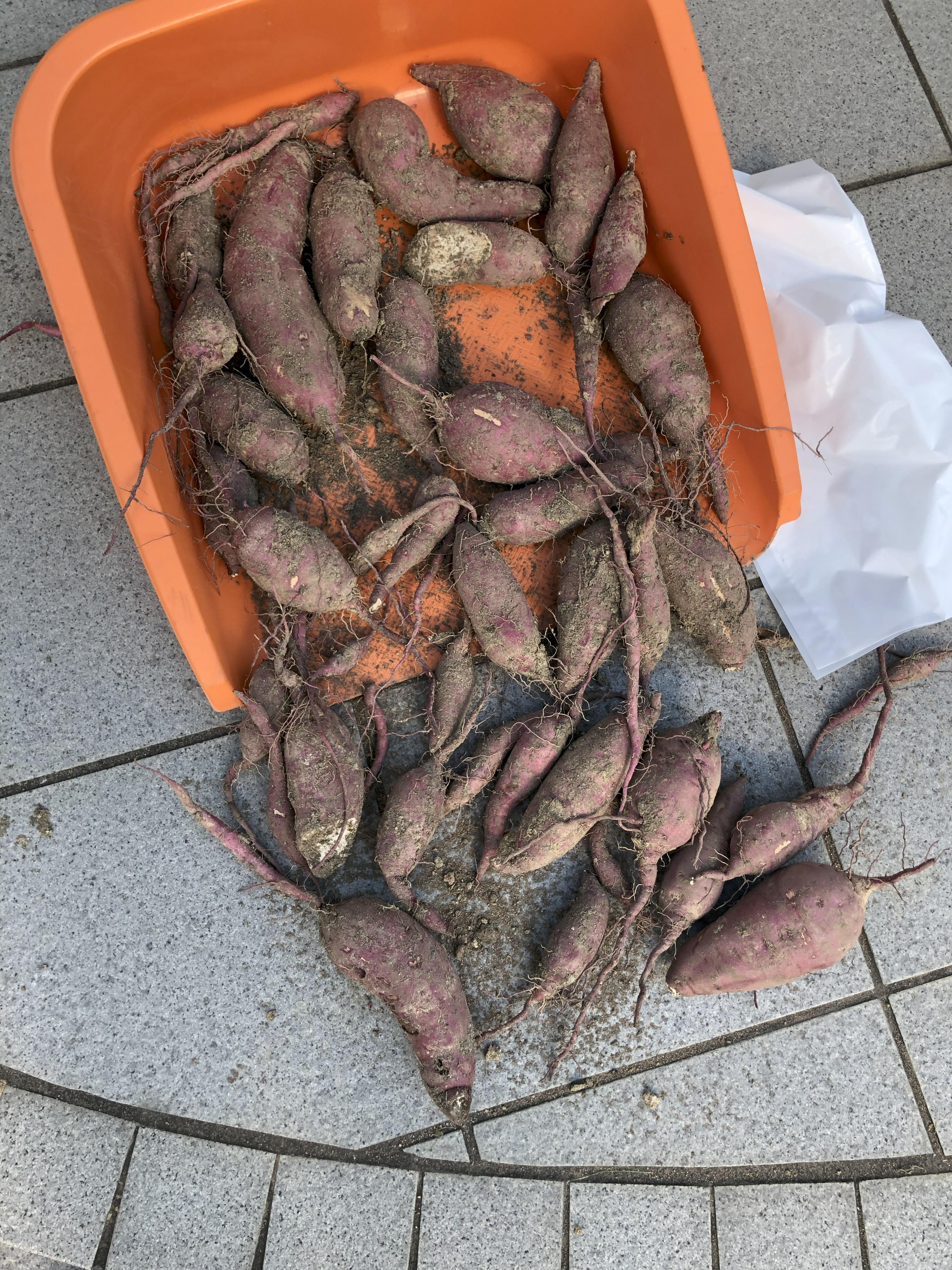Modest sweet-potato harvest on a tray