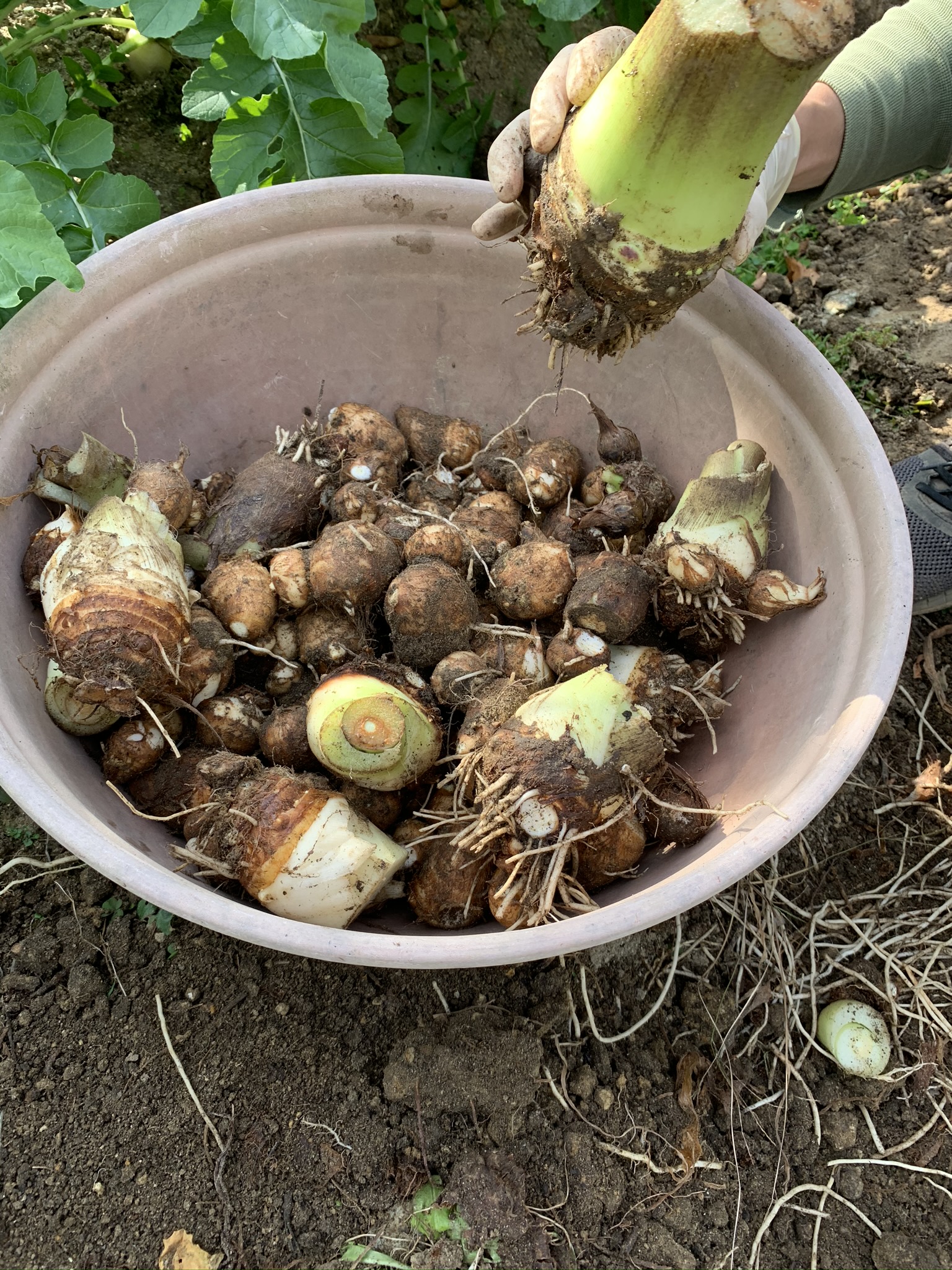 Taro