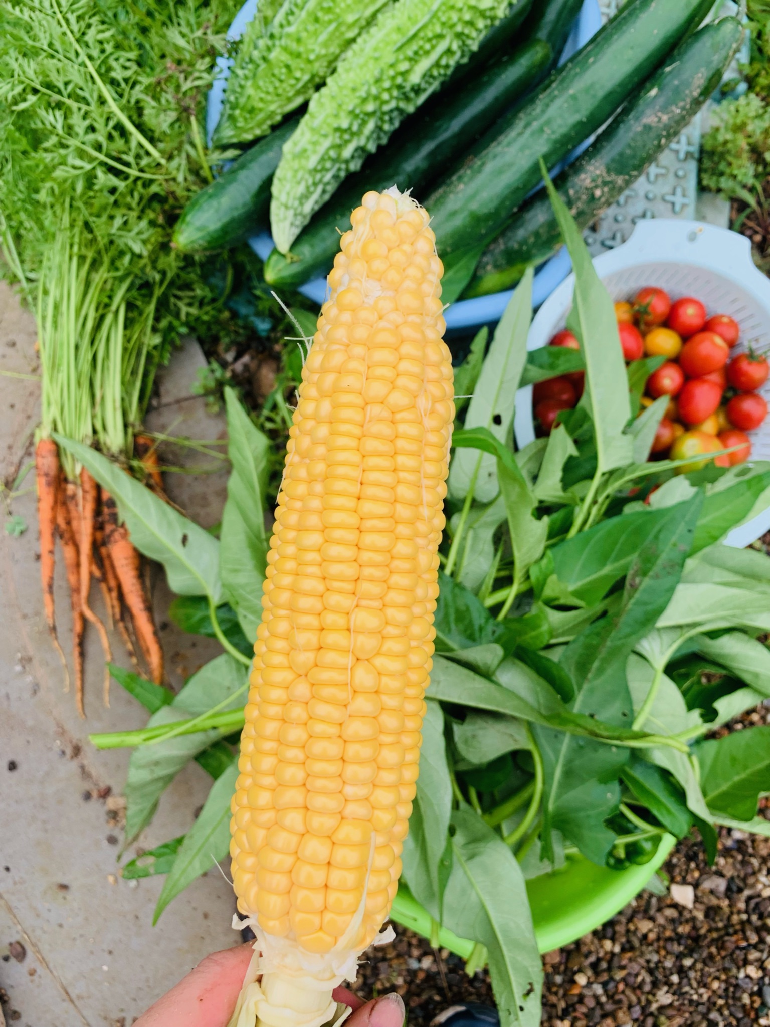 朝に収穫したトウモロコシ。粒がそろっていて実入りがよい