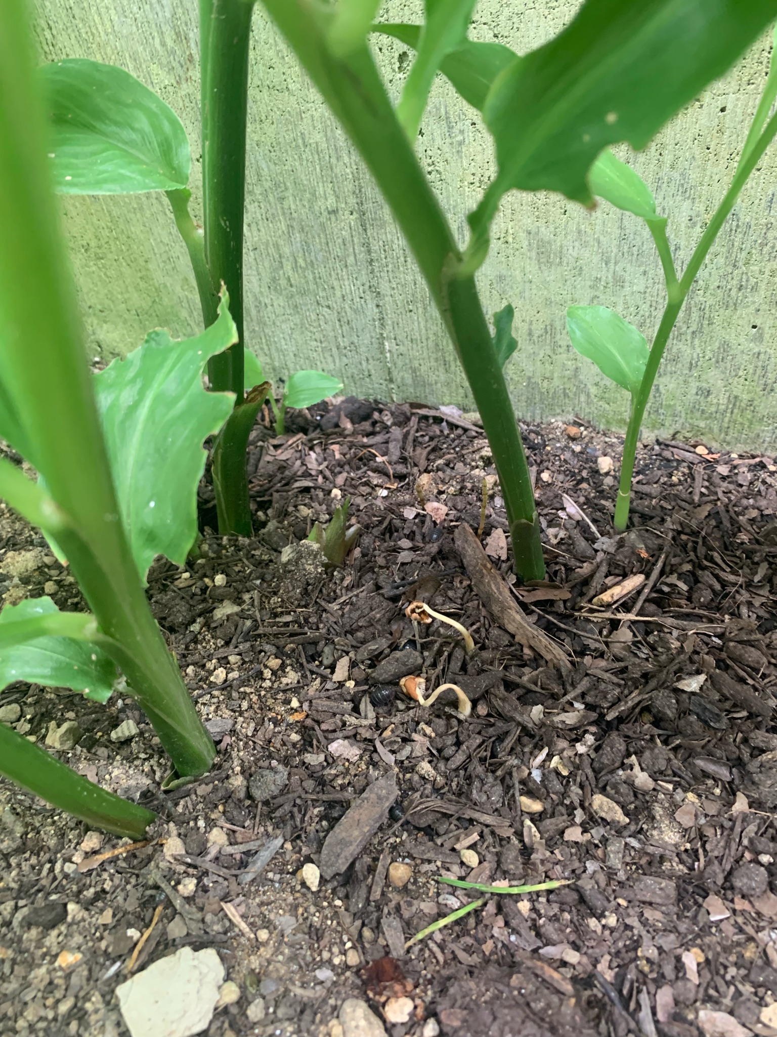 ミョウガの花蕾のクローズアップ