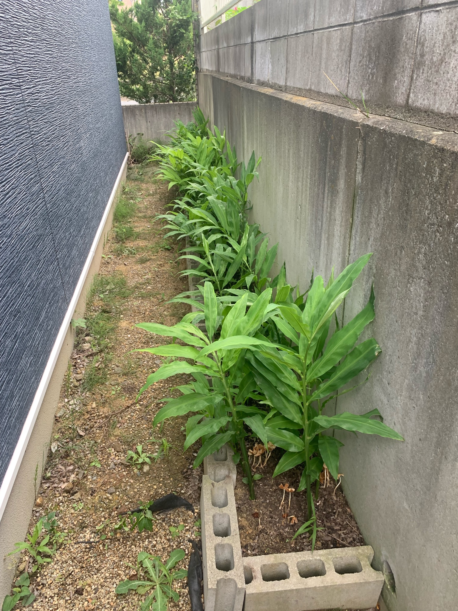 半日陰に茂るミョウガの株
