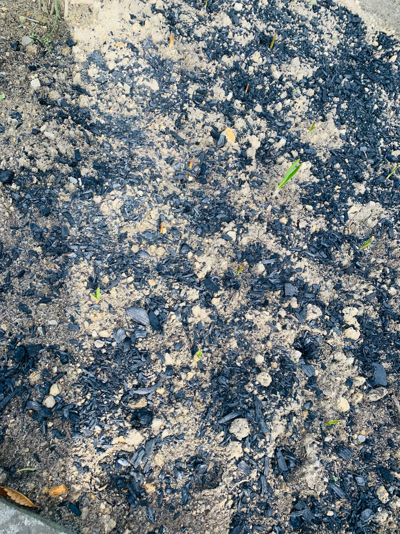 畝から顔を出し始めたニンニクの芽