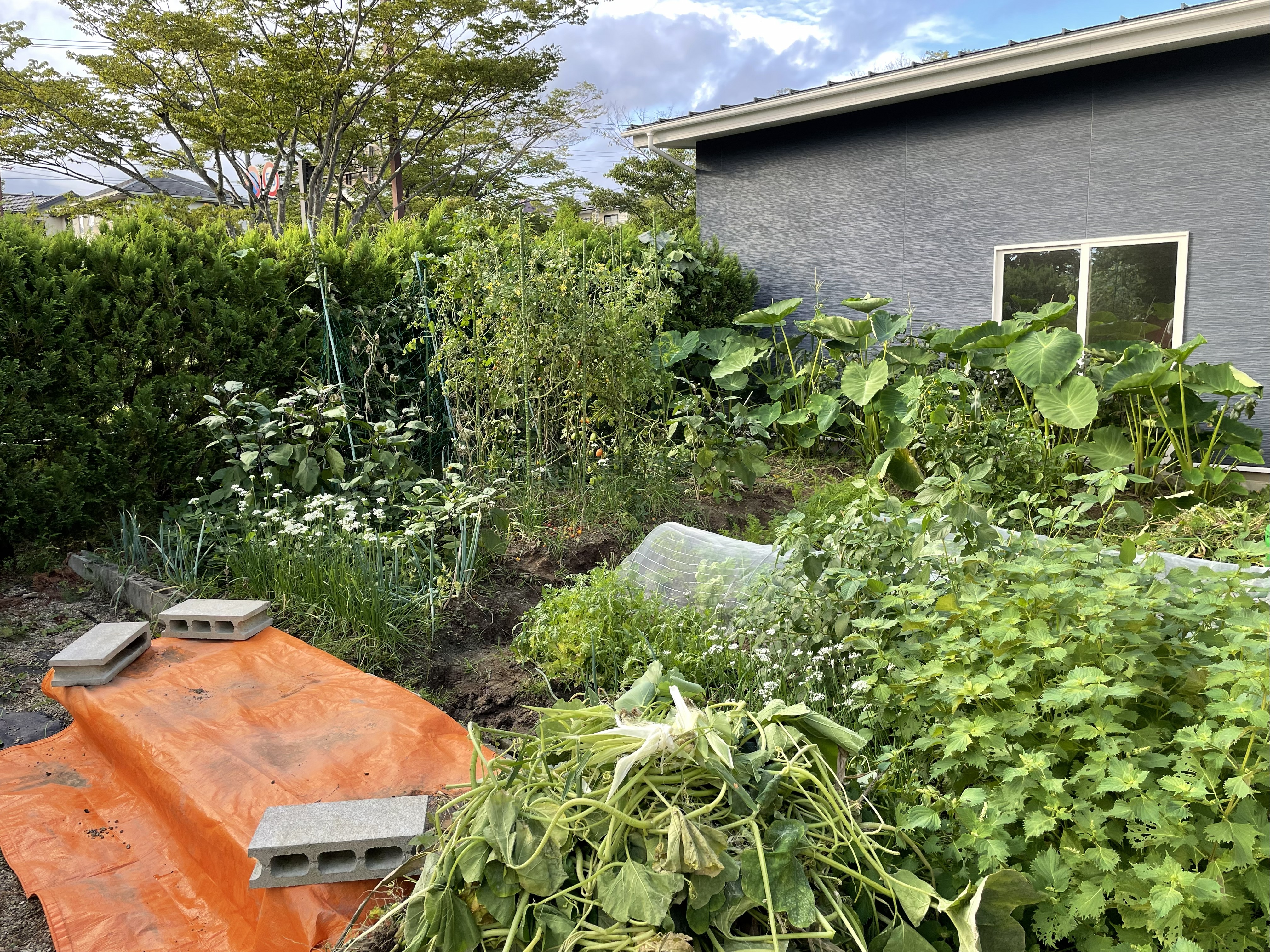 September garden overview with insect nets covering brassica beds