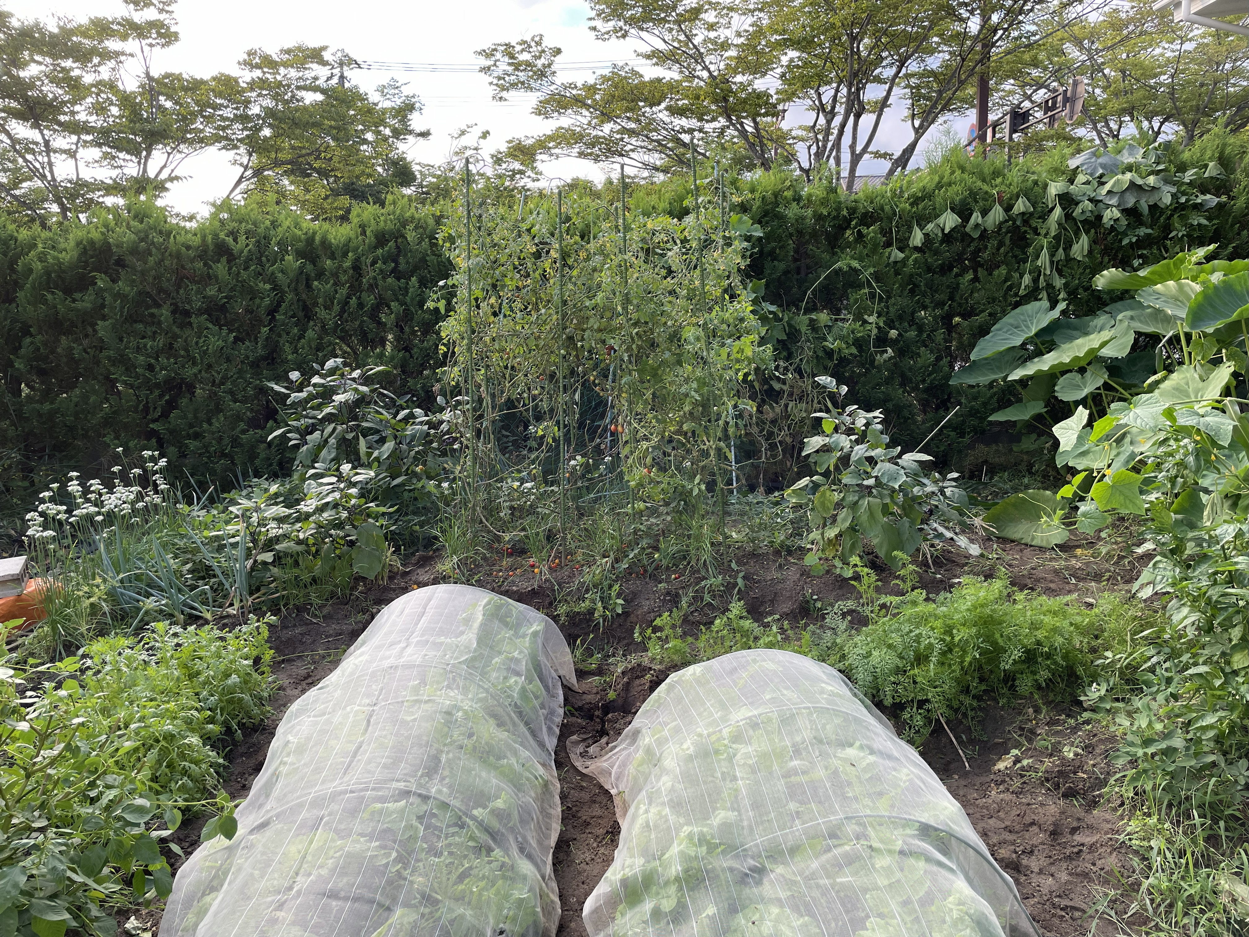 防虫ネット内の葉に食害痕が見られる様子