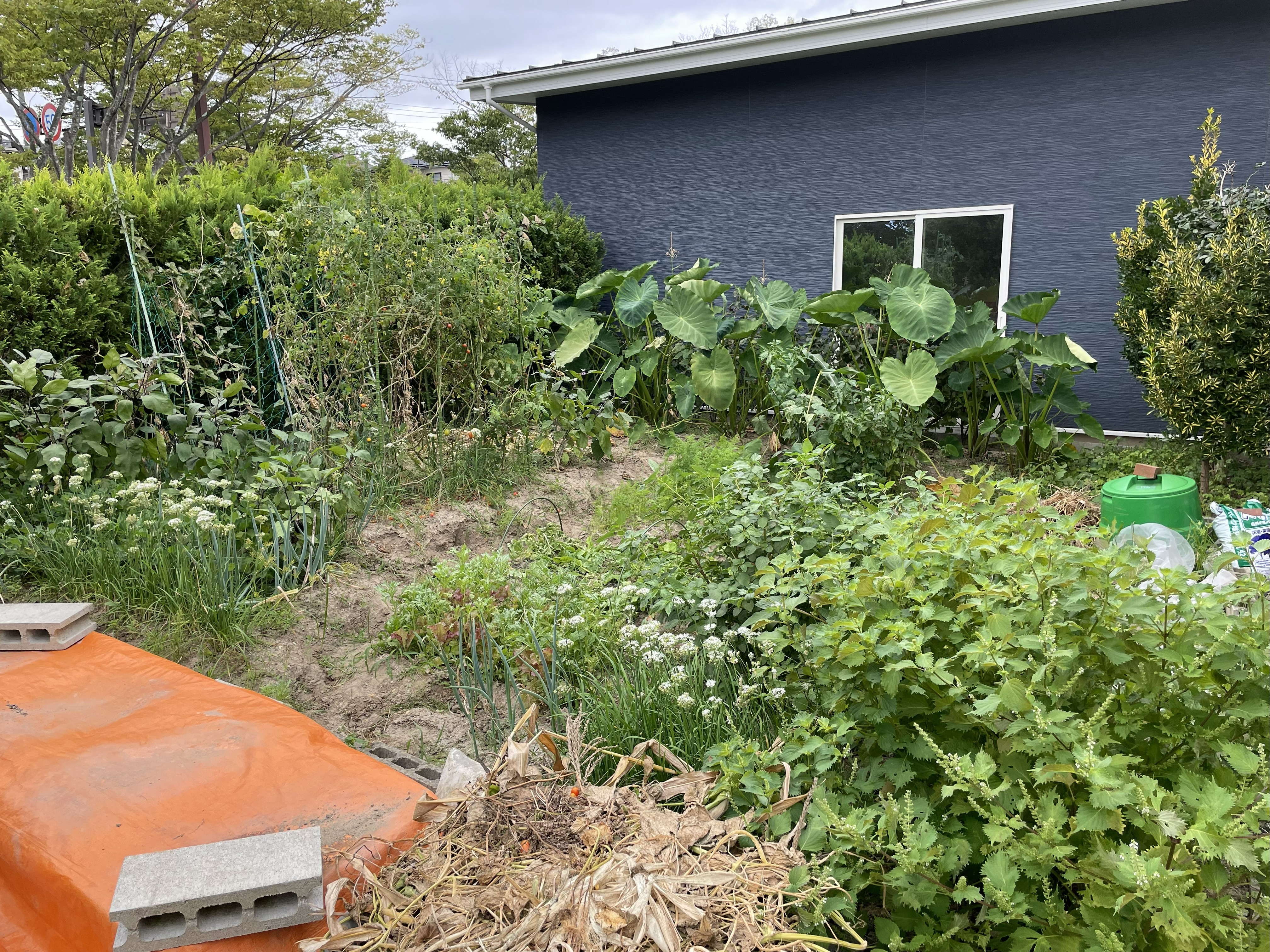 満開のニラの花。採種に向けて花序が上がっている様子