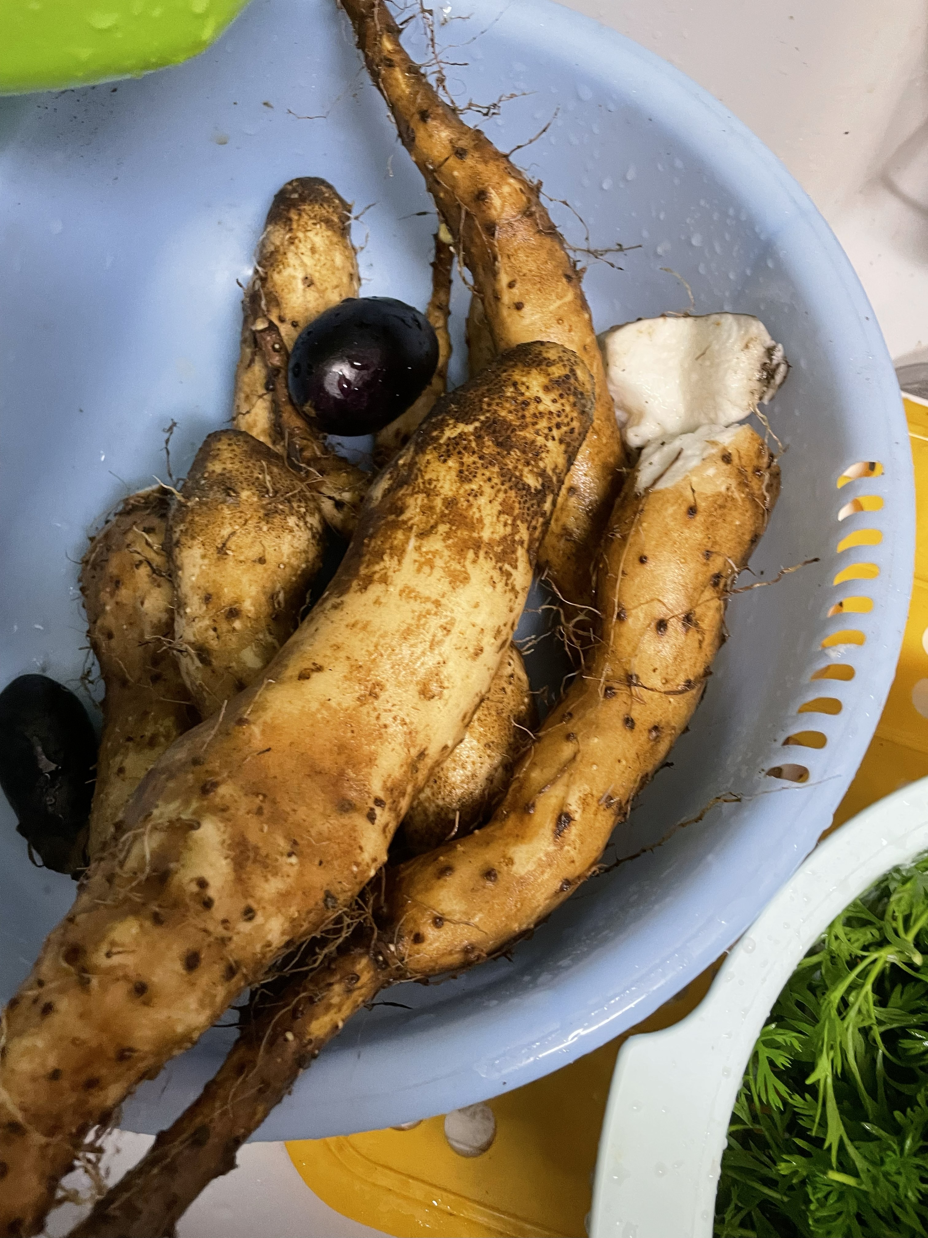 掘り上げ時に先が折れてしまった山芋。サイズはやや小ぶり