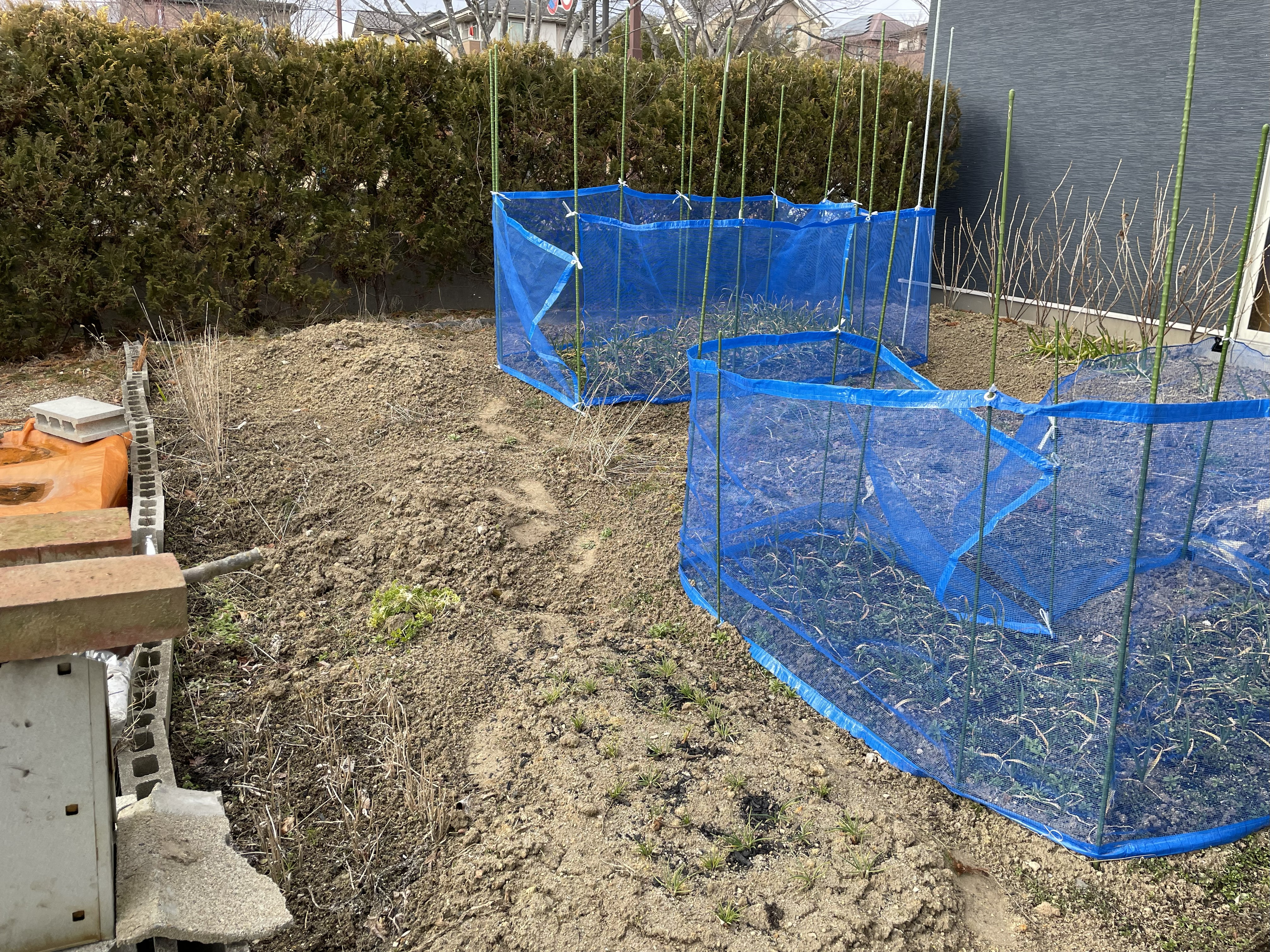 防風ネットで保護された冬のニンニク