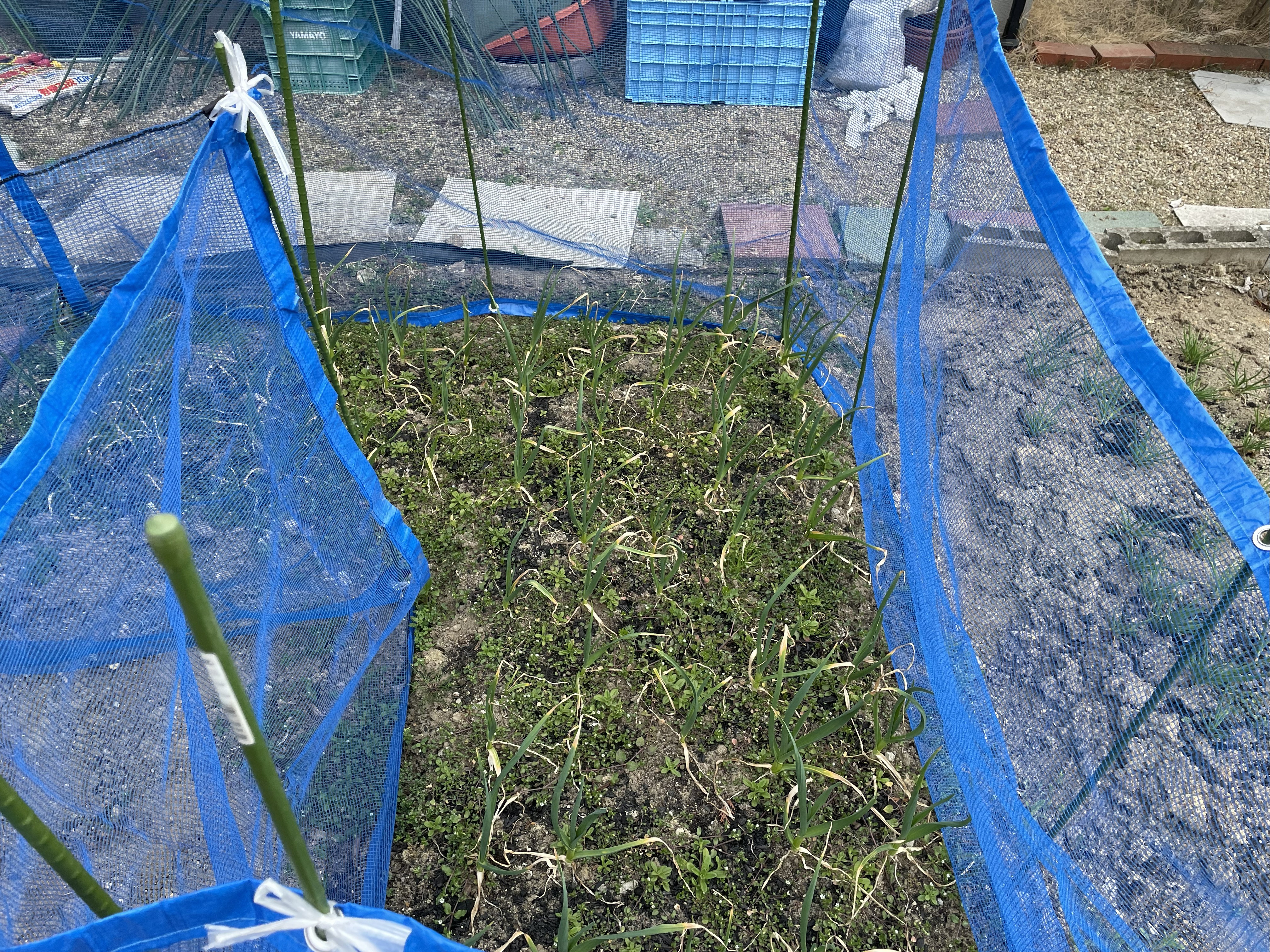 越冬後に元気に育つニンニク