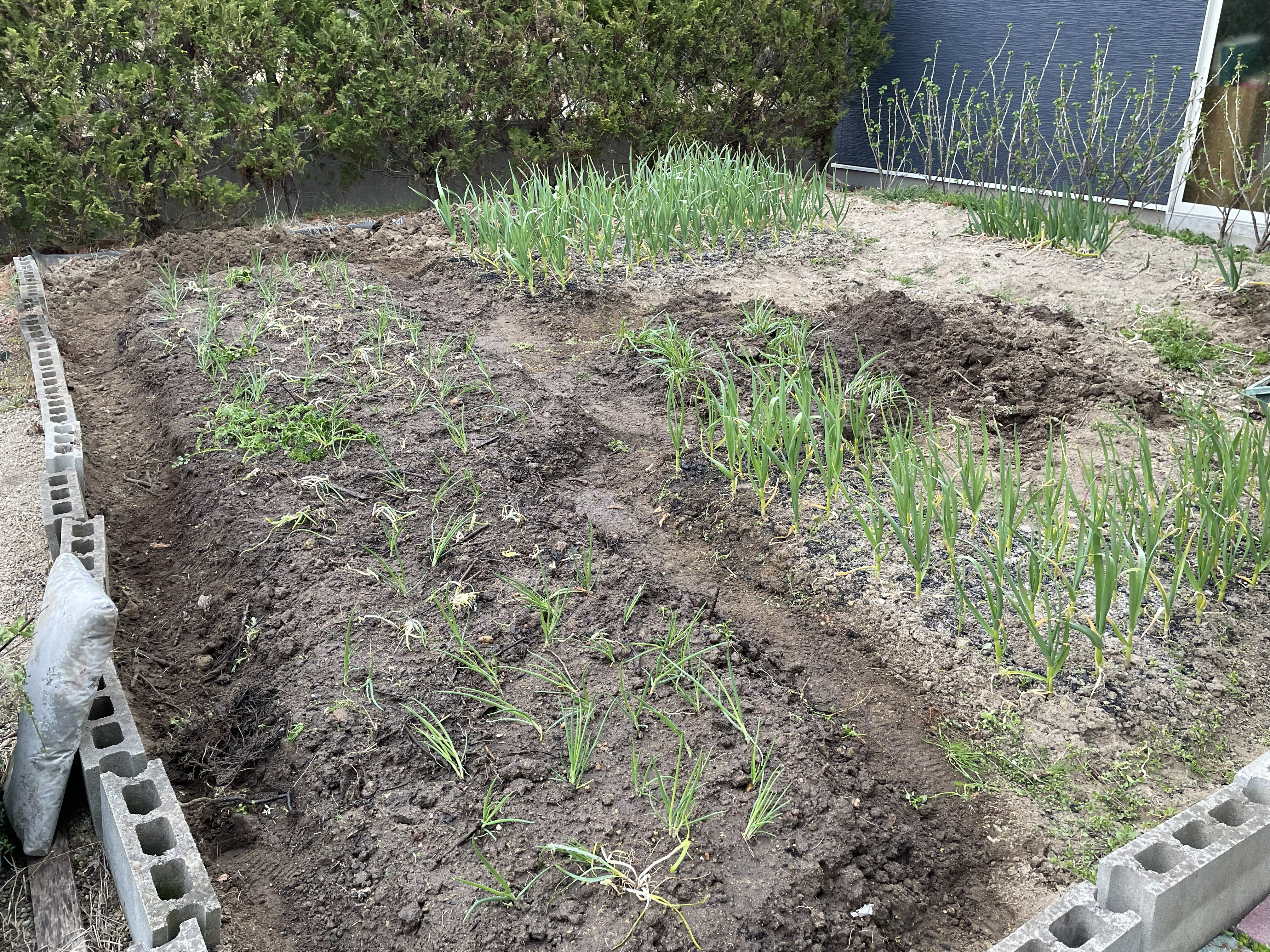 ごちゃまぜ植えの畑