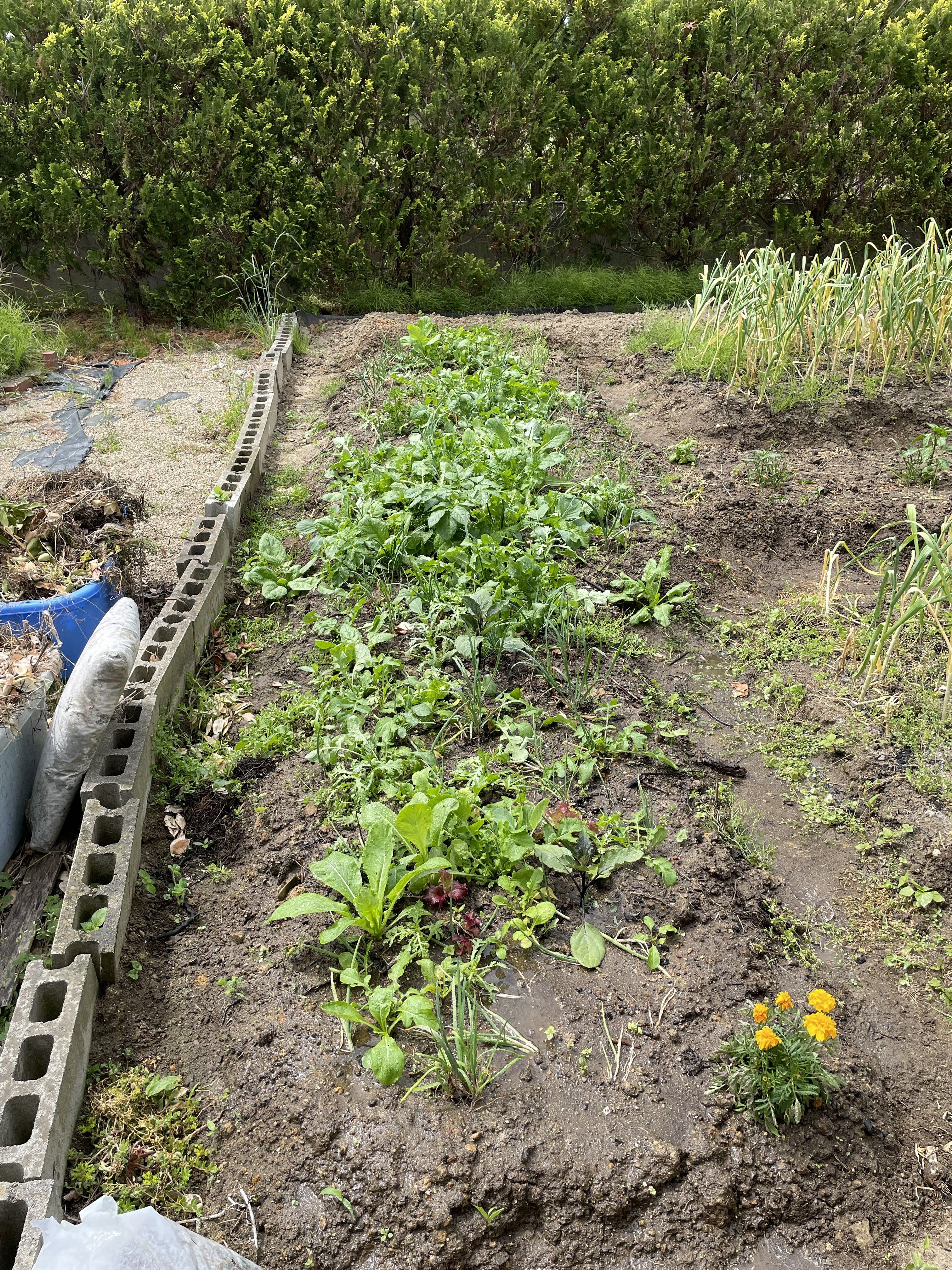 ごちゃまぜ植え