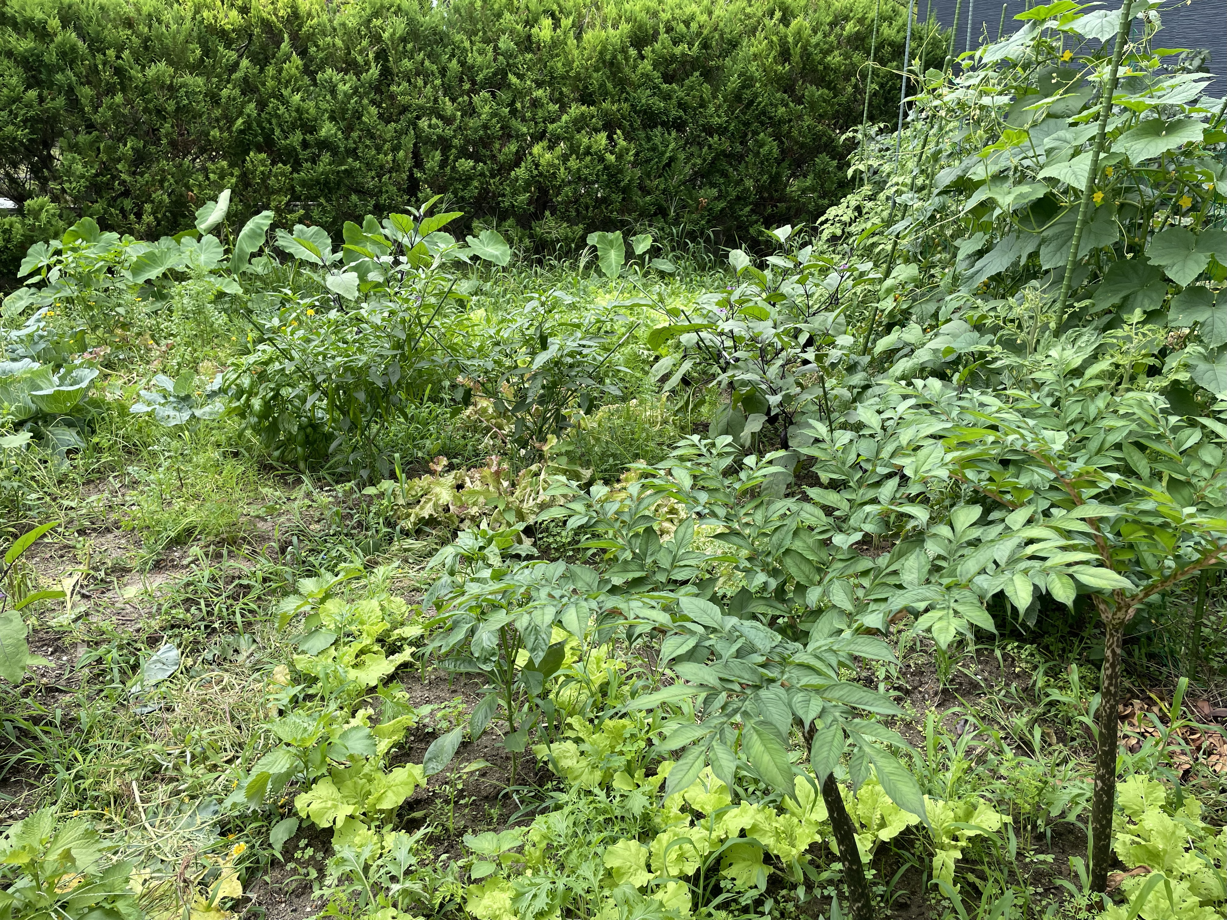 ごちゃまぜ植えの畑